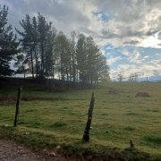 PARCELA DE 6 HREAS. EN PELLINADA, LOS LAGOS.
